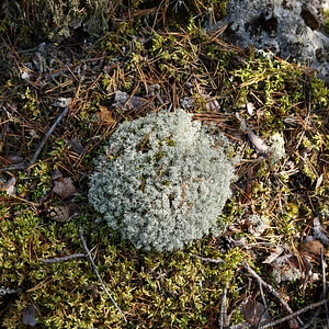 Lichen lichenes the enclosure of fungal