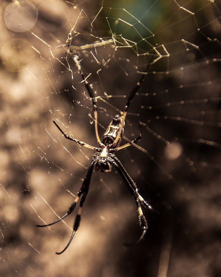 Catch cobweb close up