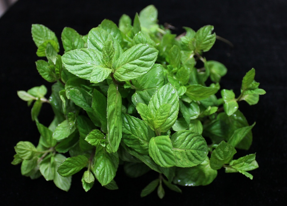 The leaves are spice menthol