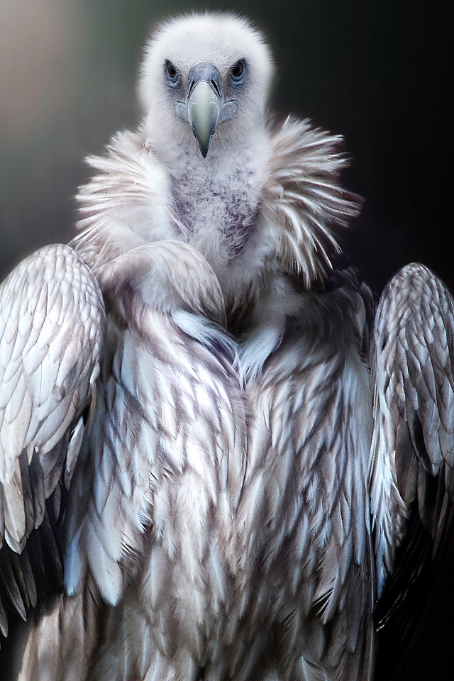 Animal plumage standing