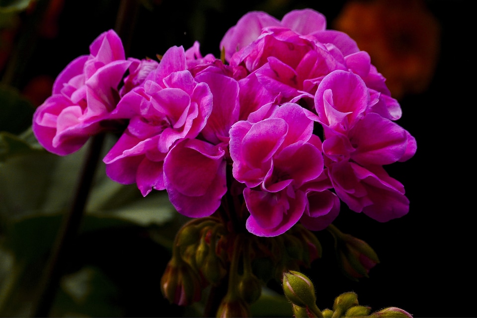 Flower plant close-up