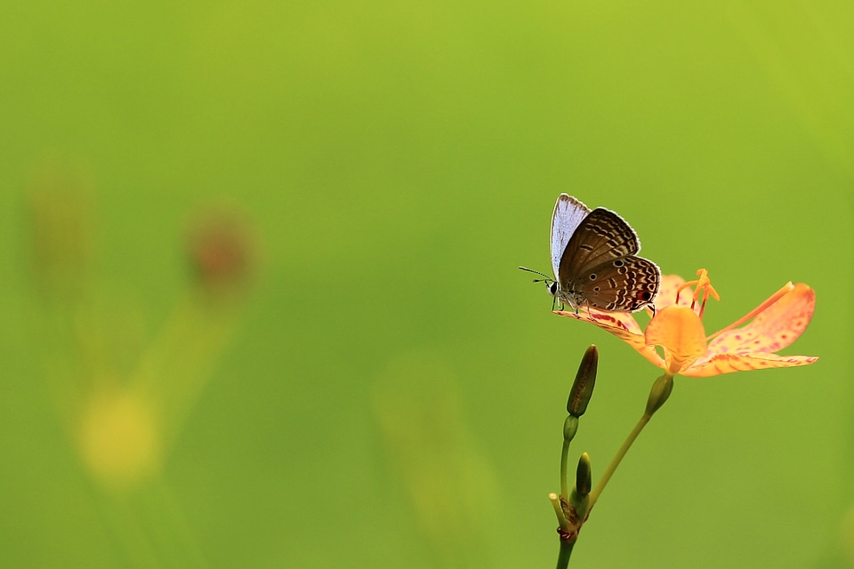 Butterfly flowers the outskirts