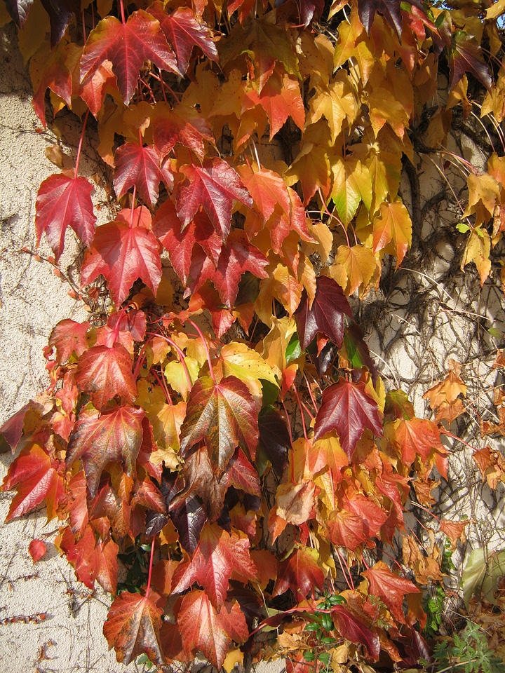 Leaves colored wine