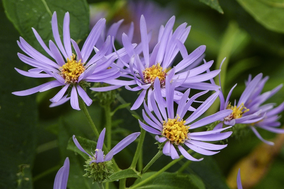 Pink meadow purple flowers