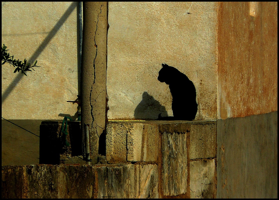 Animal world still still life