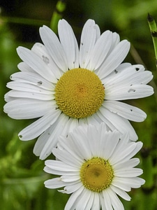 White yellow summer meadow