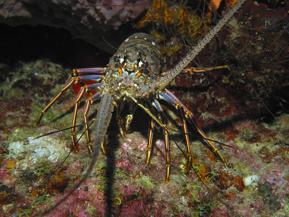 Sea marine underwater