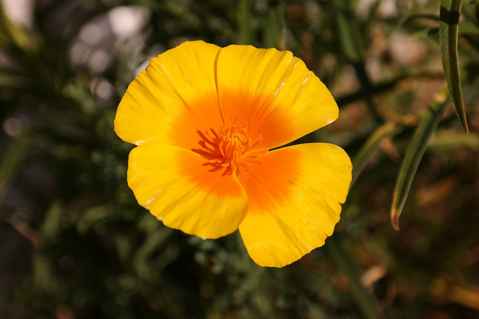 Yellow yellow orange blossom