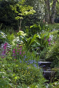 Trees tranquil cotehele house