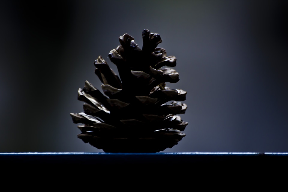 Decoration fir coniferous