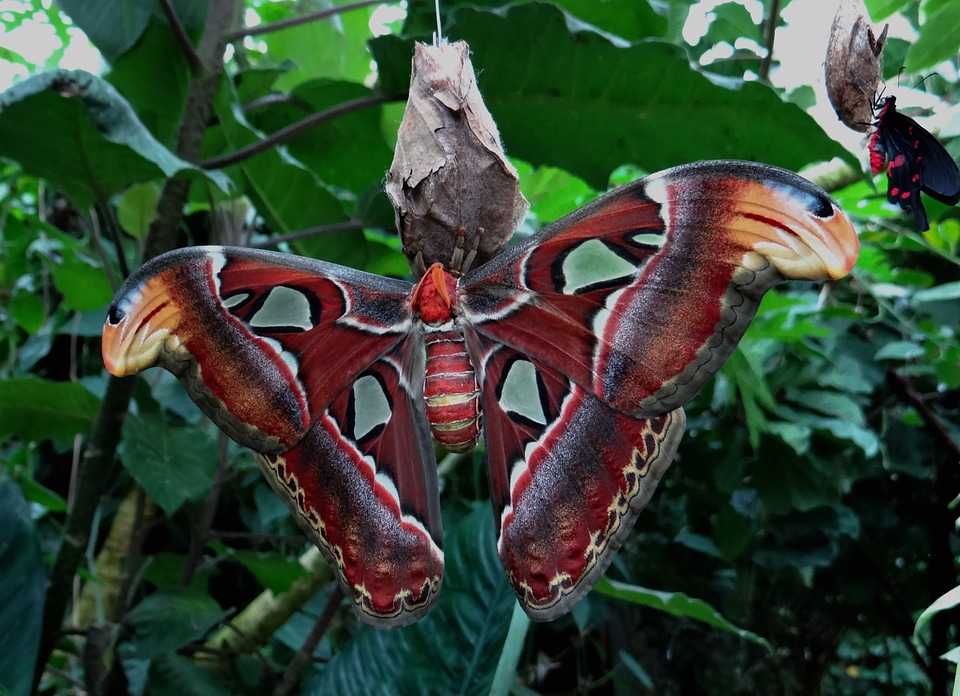 Moth butterfly exotic