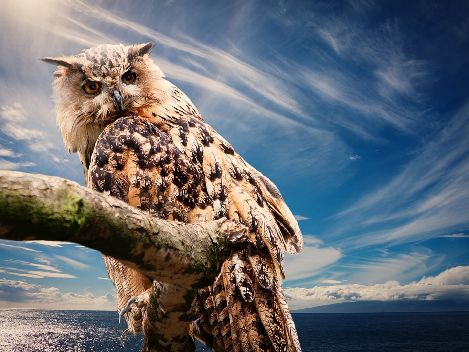 Clouds outlook animal