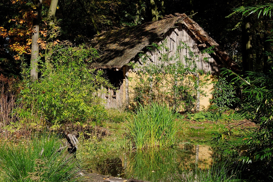 Forest pools reed