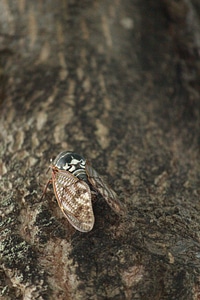 Tree insect japan cicada