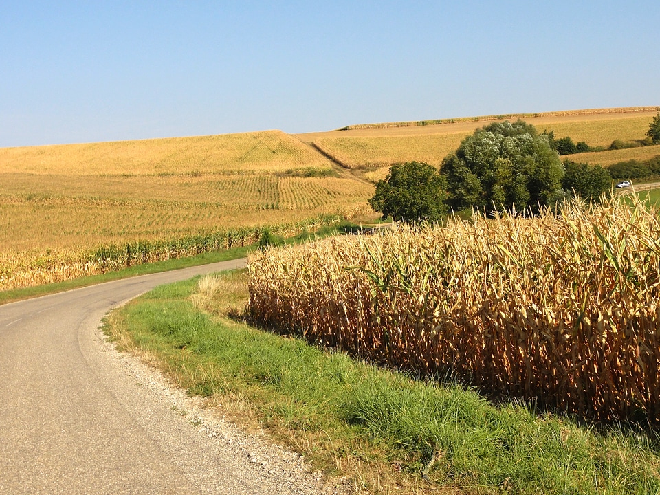 Crops corn rural