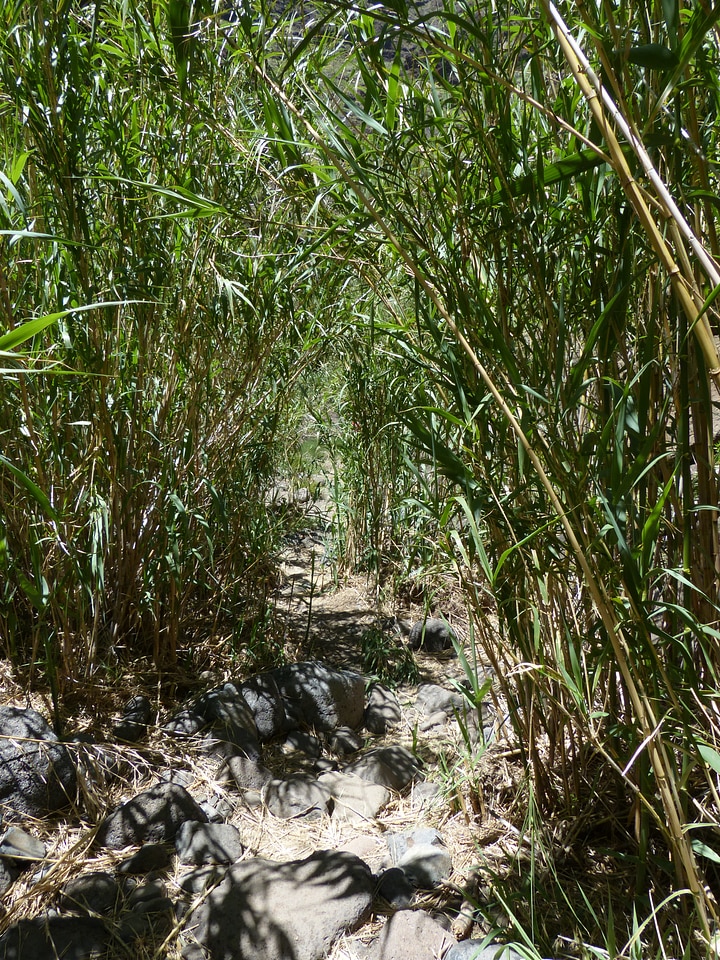 Scrub reeds schilrohrdickicht