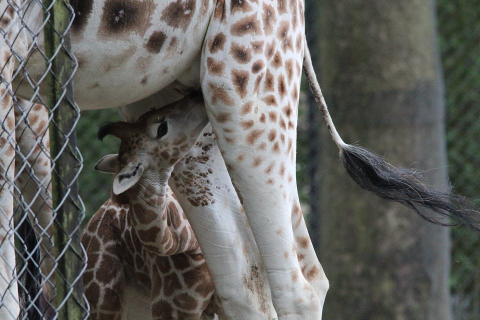 Camelopardalis rothschildi giraffes