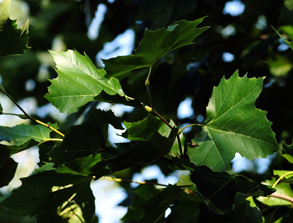 Canopy color foliage