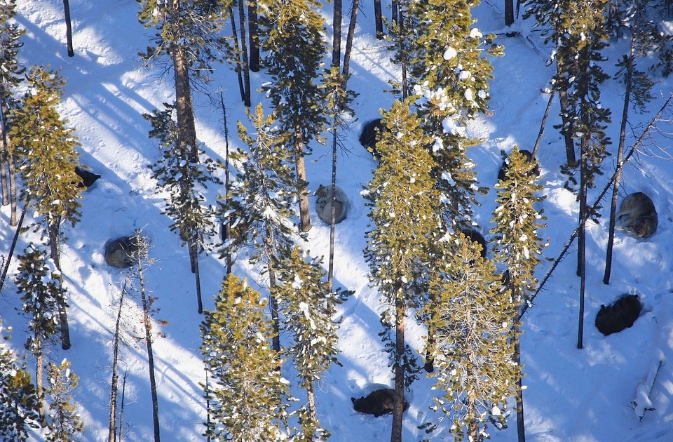 Pack wildlife resting