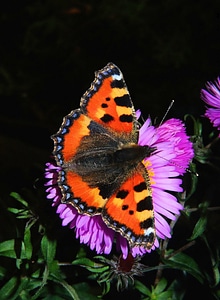 Edelfalter colorful insect photo