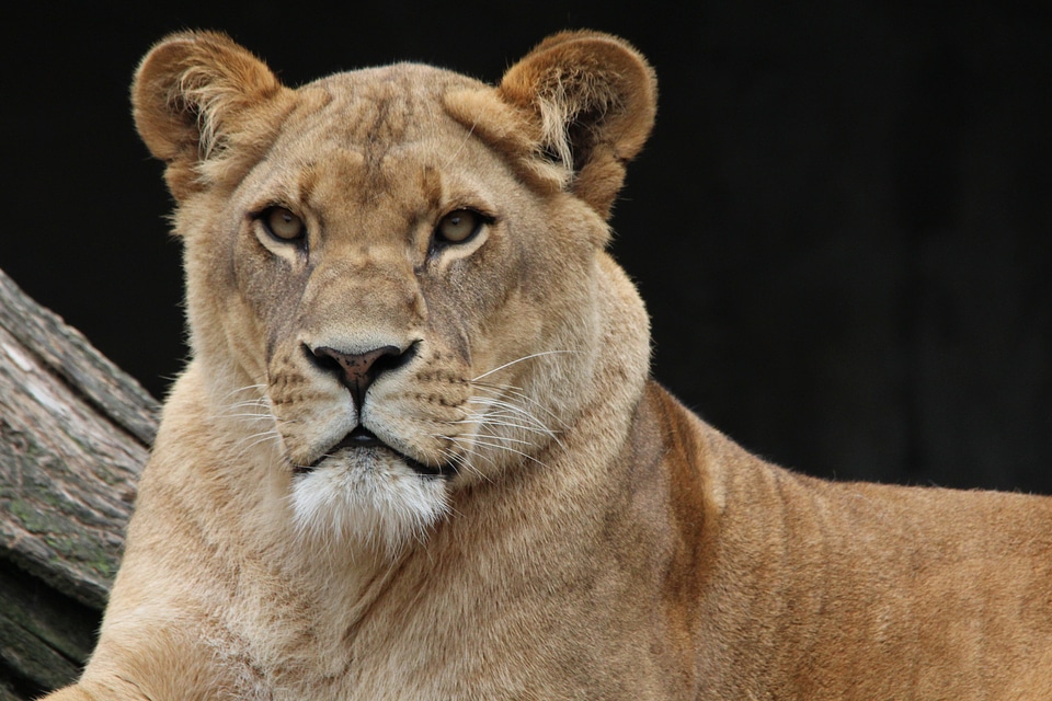 Animal world africa portrait