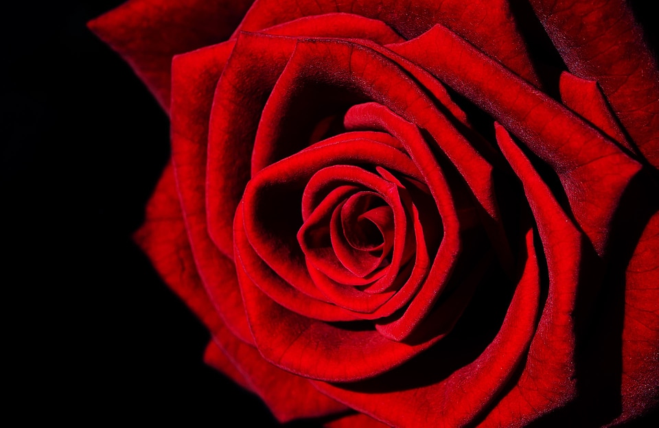 Rose nature macro