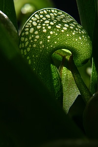 Plant californica carnivore