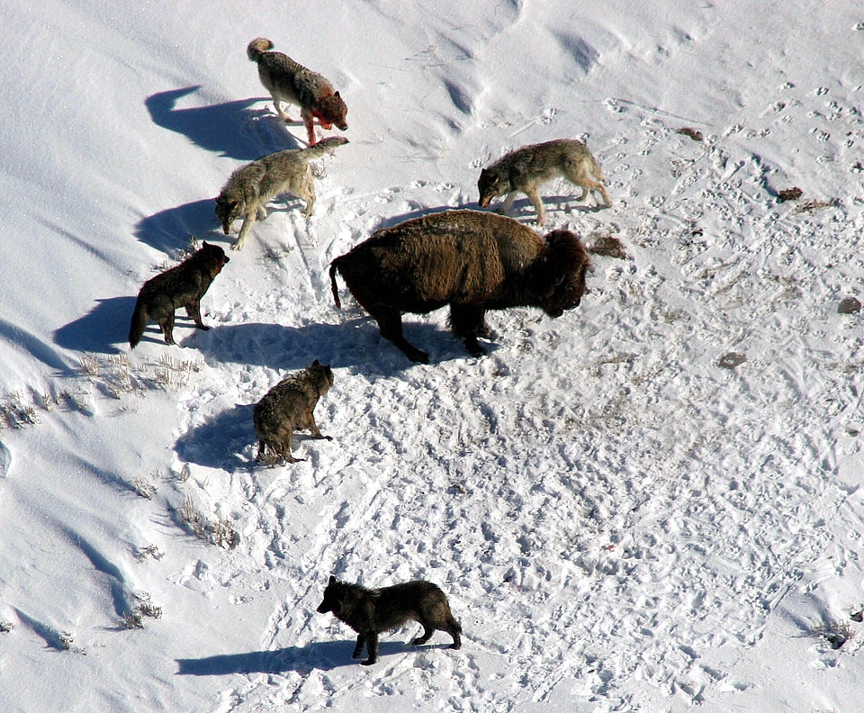 Buffalo surrounded ready to attack