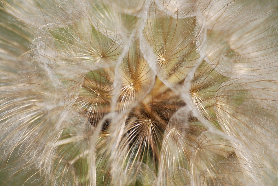 Plant wind flying