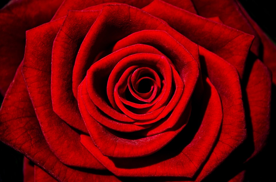 Rose nature macro