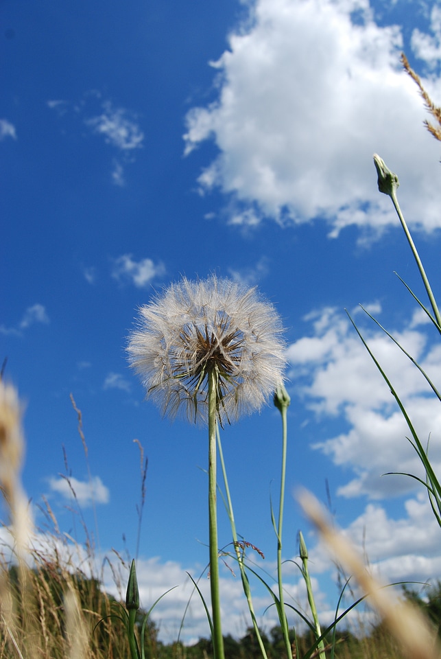 Blossom seed flying