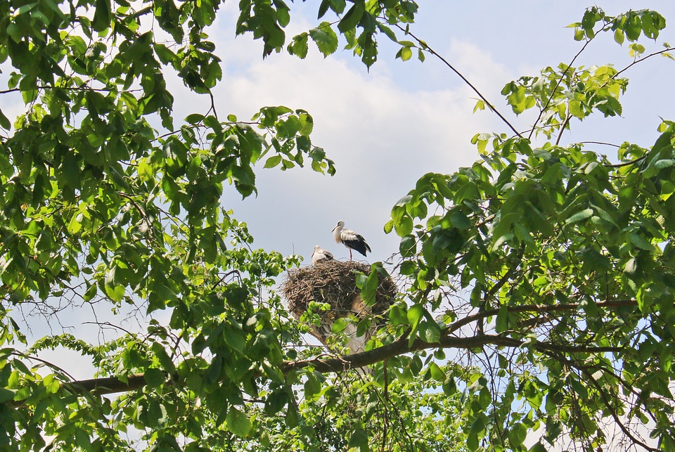 Nest bird netherlands