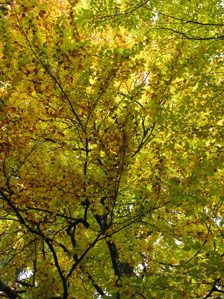 Autumn aesthetic branches