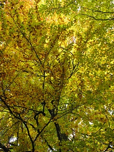 Autumn aesthetic branches