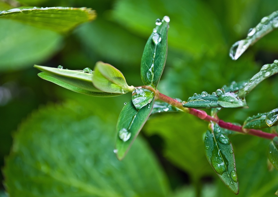 Leaves water macro