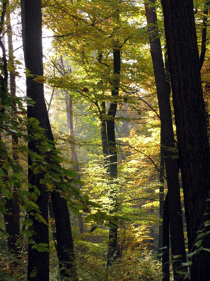 Autumn nature germany