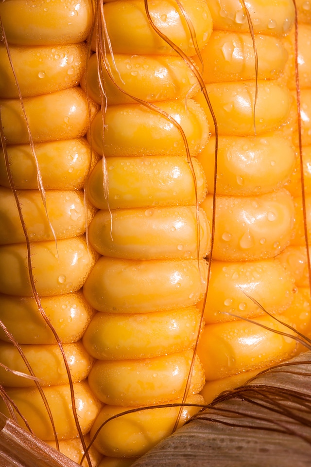 Zea mays cereals food