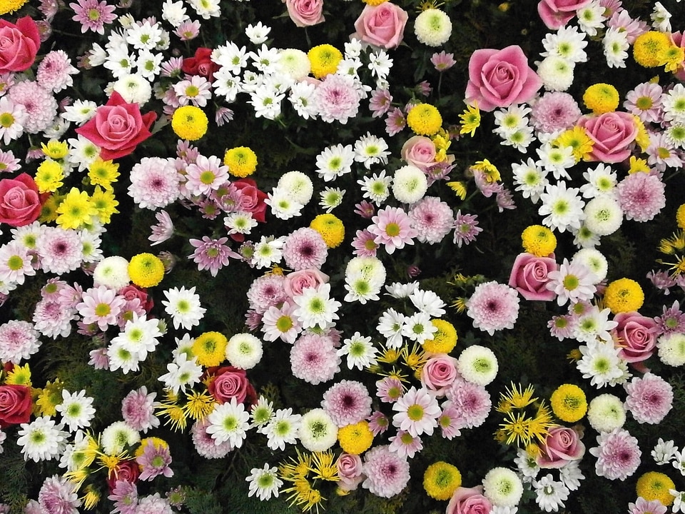 Chrysanthemum rose dahlia