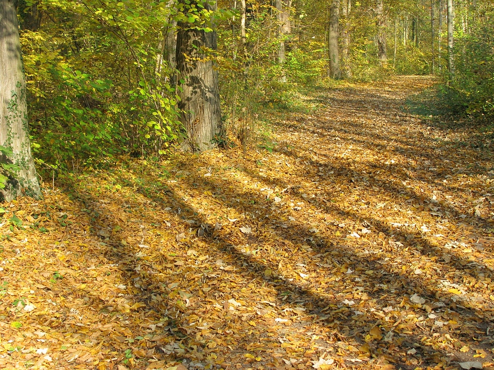Light shadow autumn