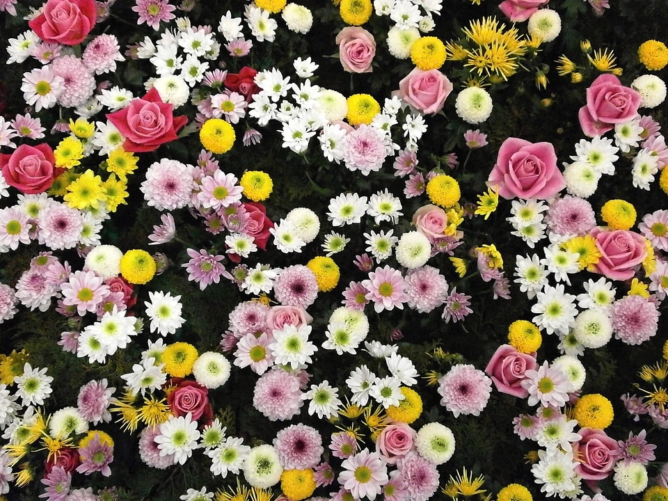 Chrysanthemum rose dahlia