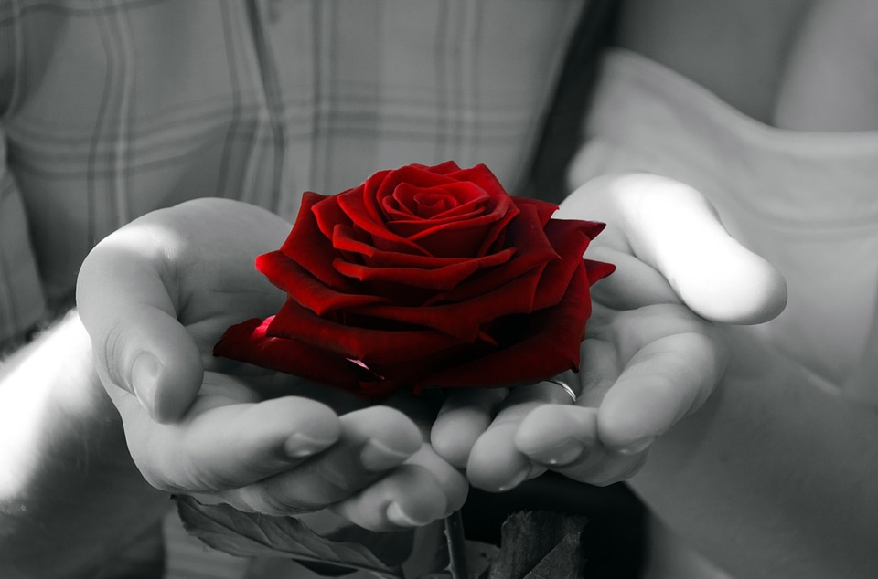 Rose nature macro