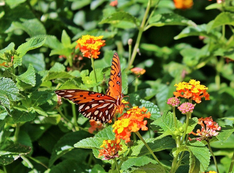 Agraulis vanillae butterfly nature
