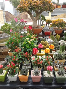 Cactus exhibition cavalcade