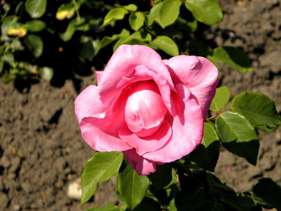 Garden flora beauty spring
