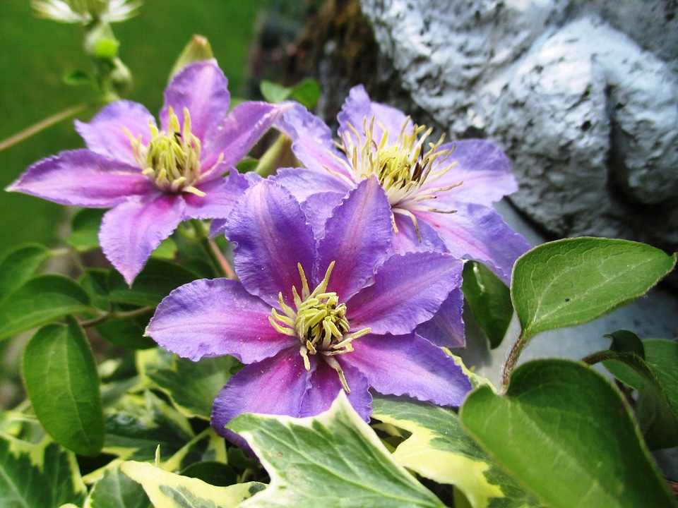 Light purple climber plant beautiful