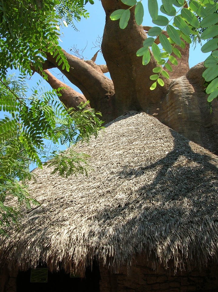 Crooked cottage straw