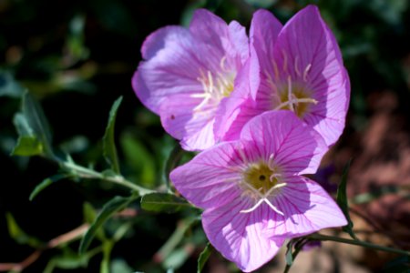 Mexican Primrose Trio