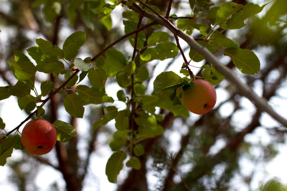 Yes, I have Red Apples