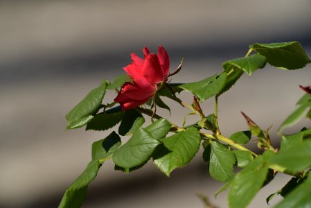 Roses 200mm f4 with tc