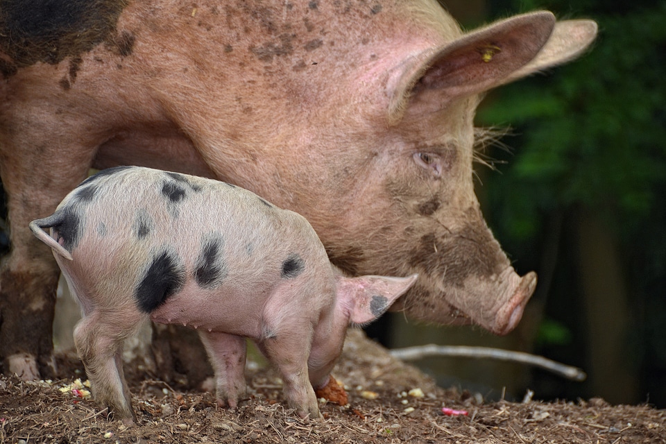 Pigtail pig-tail pig tail